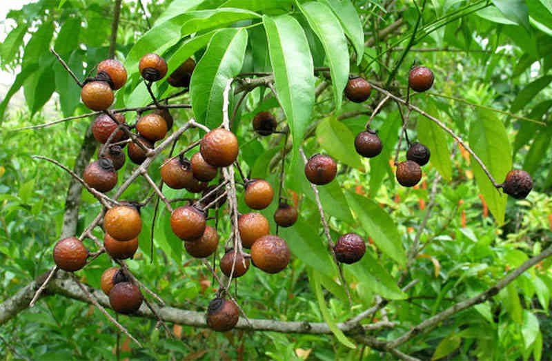 Công dụng của cây bồ hòn | Vinmec