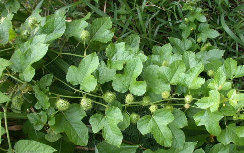 Cây lạc tiên là vị thuốc quen thuộc trong dân gian