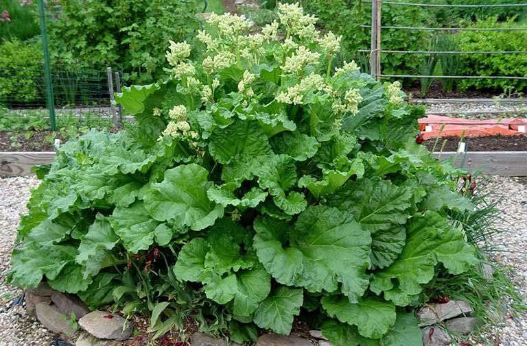 Cây đại hoàng có mùi hăng khá đặc trưng