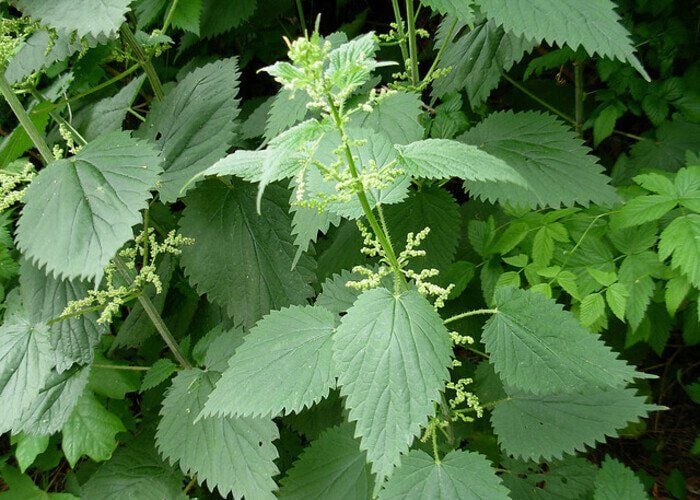 Cây tầm ma có lá răng cưa và mùi hơi hăng