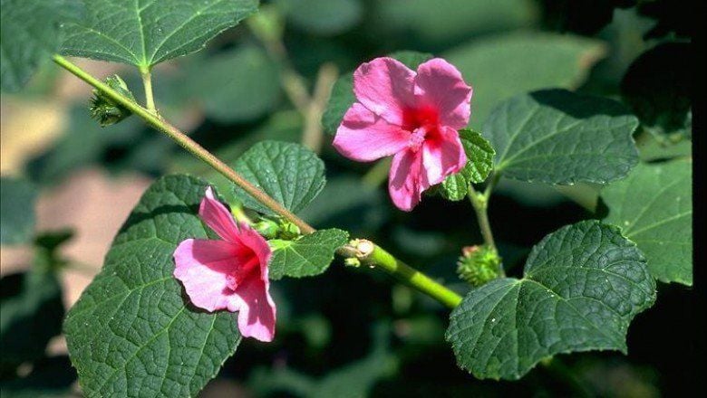 Cây ké hoa đào mọc hoang khá nhiều