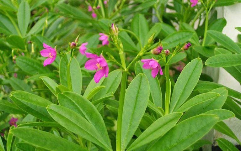 Cây sâm đất thuộc nhóm thân thảo