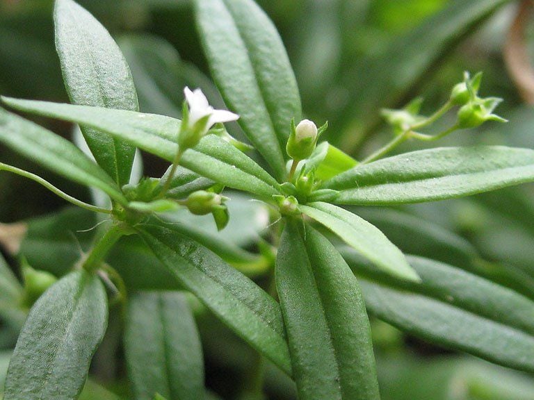 Cây lưỡi rắn trắng là dạng cây thân thảo