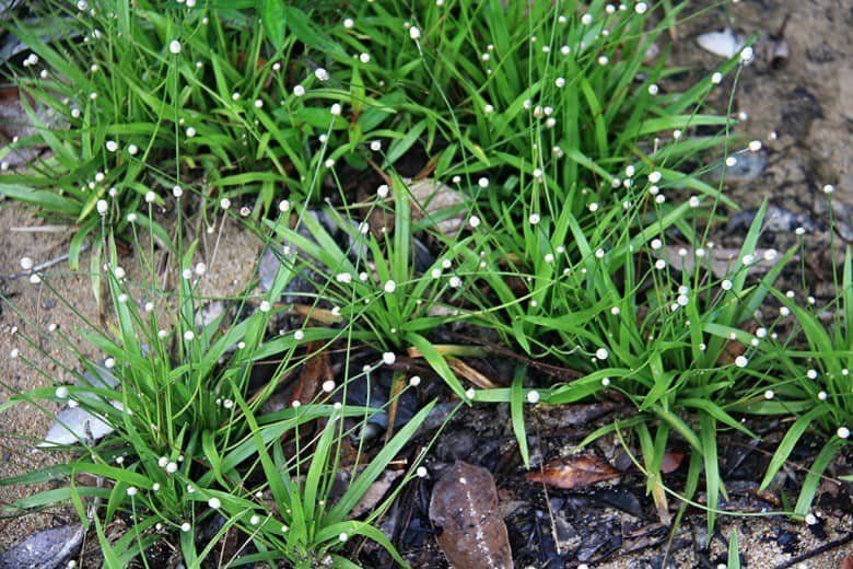 Cây cốc tinh là loại thân thảo mọc sát đất