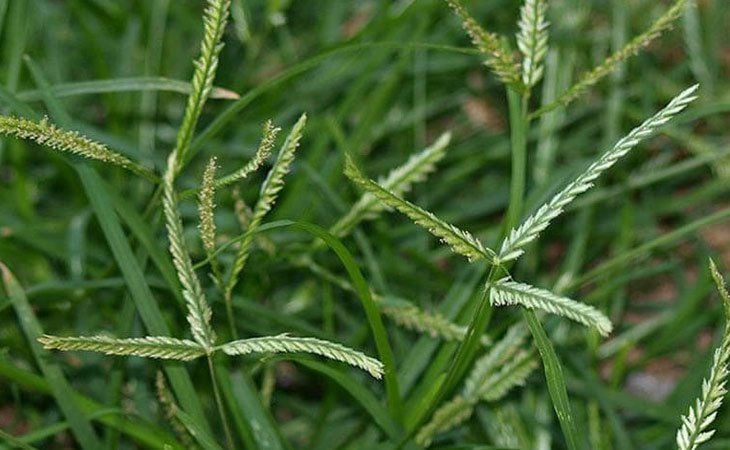 Cỏ mần trầu rất quen thuộc với bà con ở vùng quê