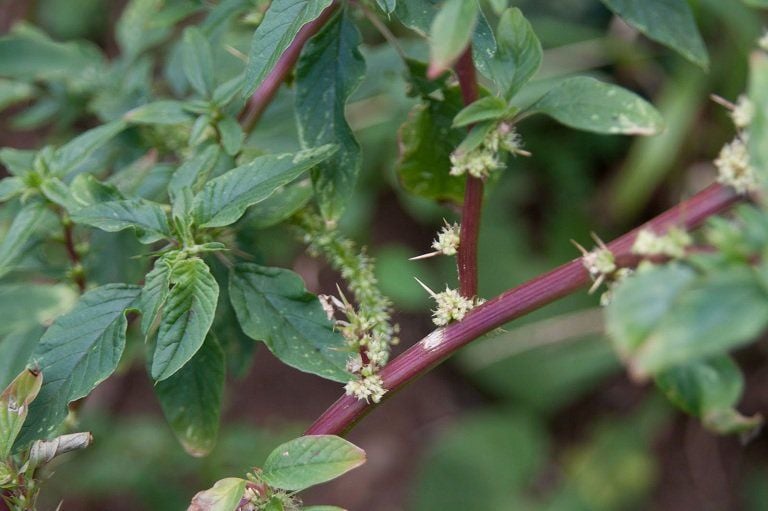 Cây dền gai vô cùng quen thuộc trong bờ rào làng quê