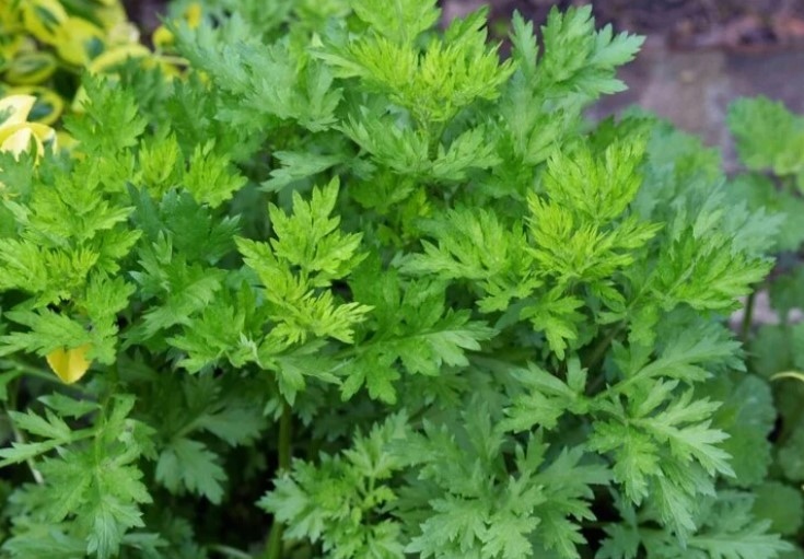 Mẹo dân gian chữa đau thần kinh tọa: Giảm đau tại nhà, an yên sống khỏe