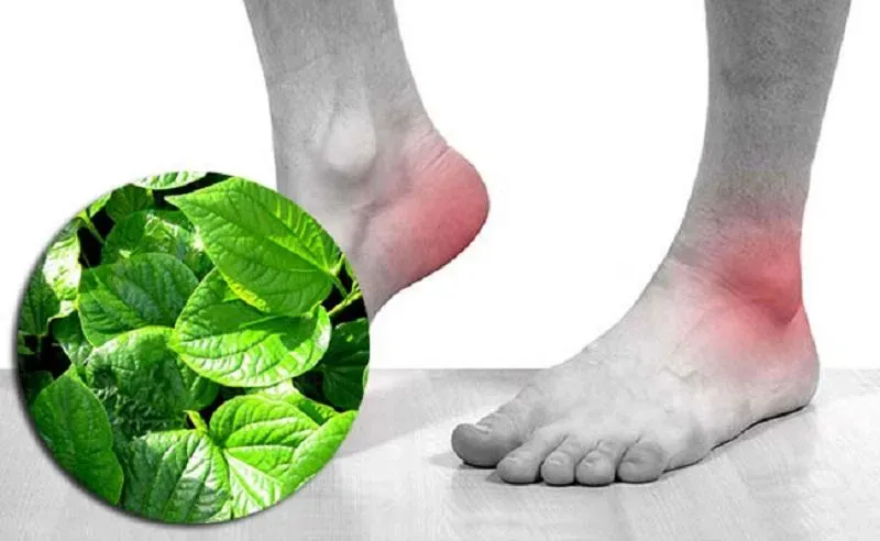 Cách chữa bệnh Gout bằng lá lốt: Hiệu quả thực hư và lời khuyên từ Lão Tuấn