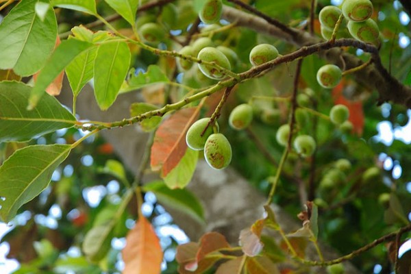 Trám trắng chủ yếu dùng trong các bệnh liên quan tới hô hấp