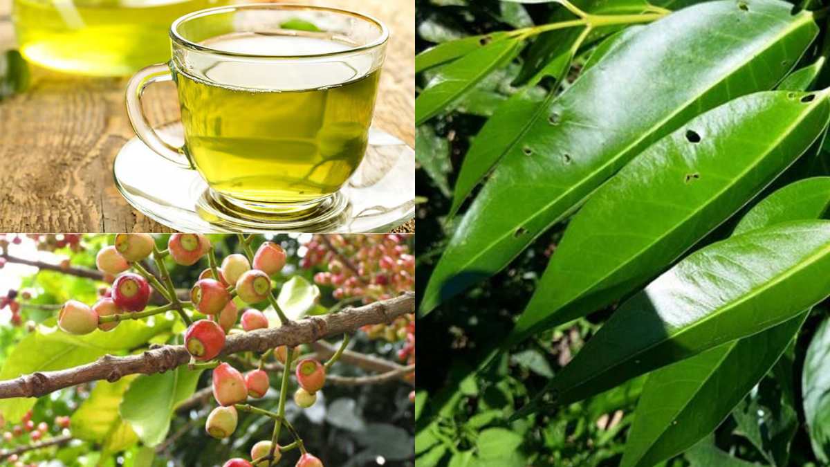 Chữa bệnh Gout bằng lá vối tươi: Mẹo hay từ vườn nhà nhưng cần dùng đúng đạo