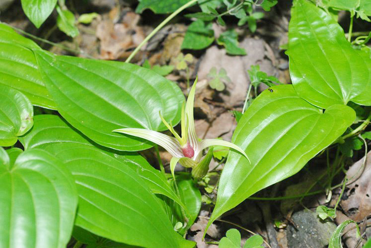 Cây bách bộ là một vị thuốc quý