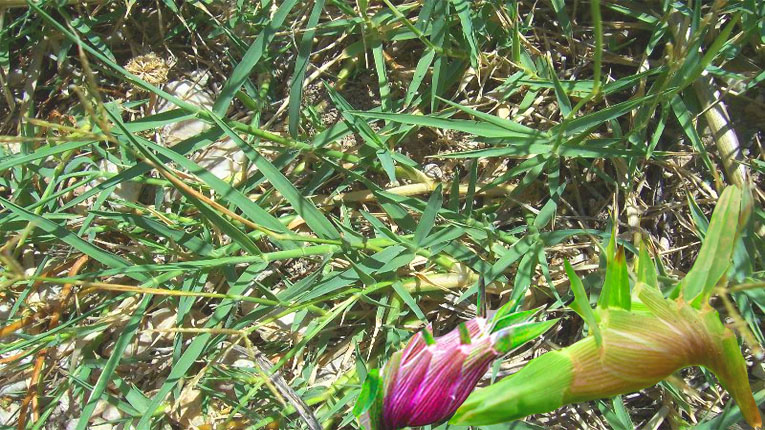 Cây cỏ gà là loại cỏ vô cùng quen thuộc bên đường