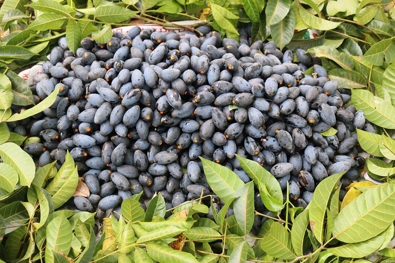 Cây trám đen mang tới thức quả vô cùng ngon 