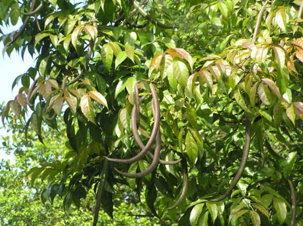 Cây quao hỗ trợ được nhiều bệnh lý khác nhau