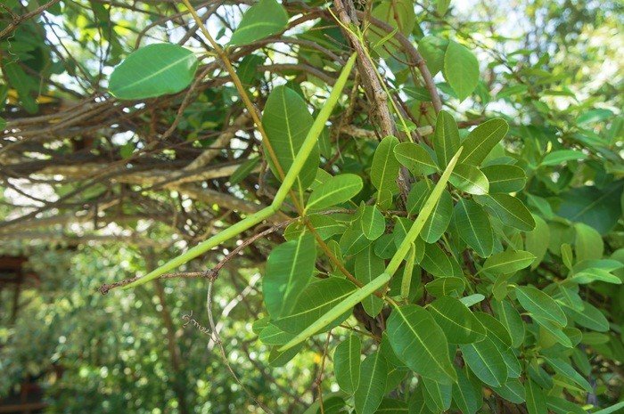 Hà thủ ô trắng: Vị thuốc bổ máu, bổ can thận