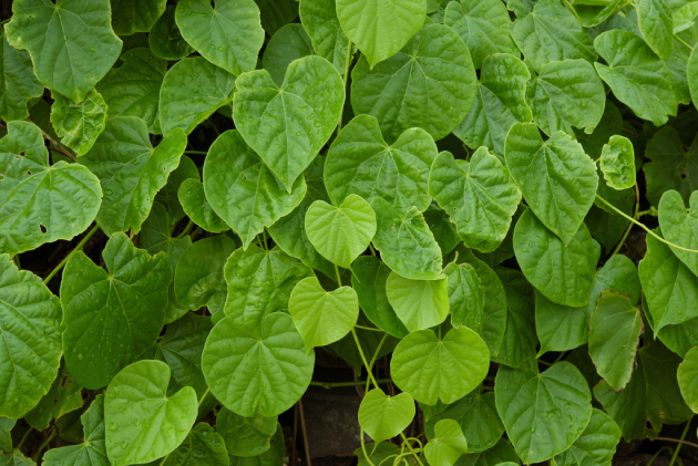 Dây ký ninh giảm sốt rét hiệu quả