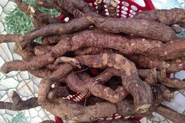 Rễ hà thủ ô được sử dụng rất phổ biến trong y học