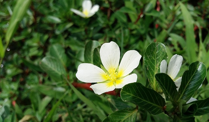 Rau dừa nước hỗ trợ các bệnh lý liên quan tới thận và tiết niệu