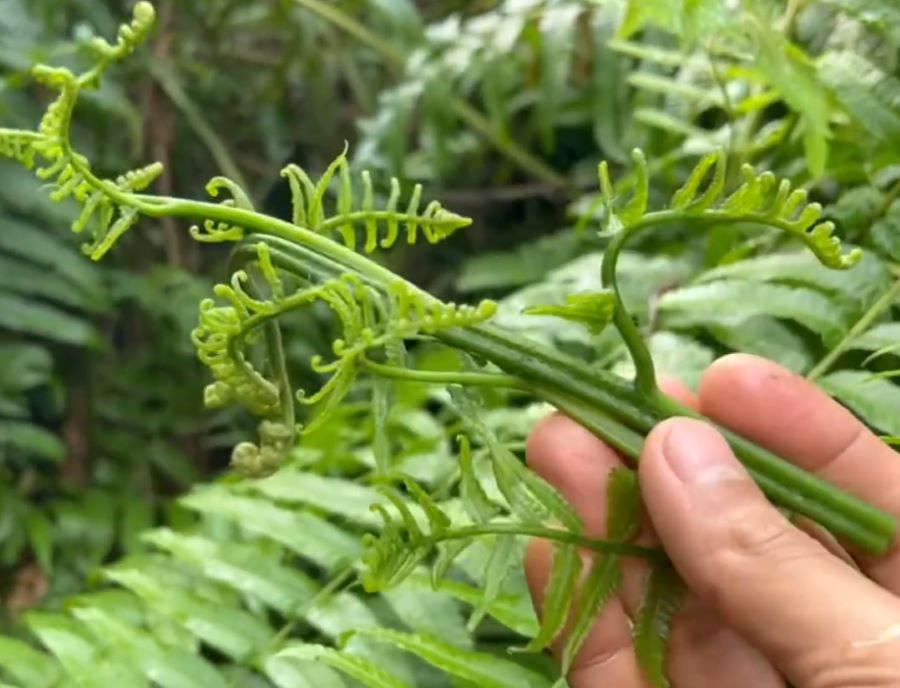 Cây rau dớn xuất hiện rất nhiều ở vùng núi phía Bắc nước ta