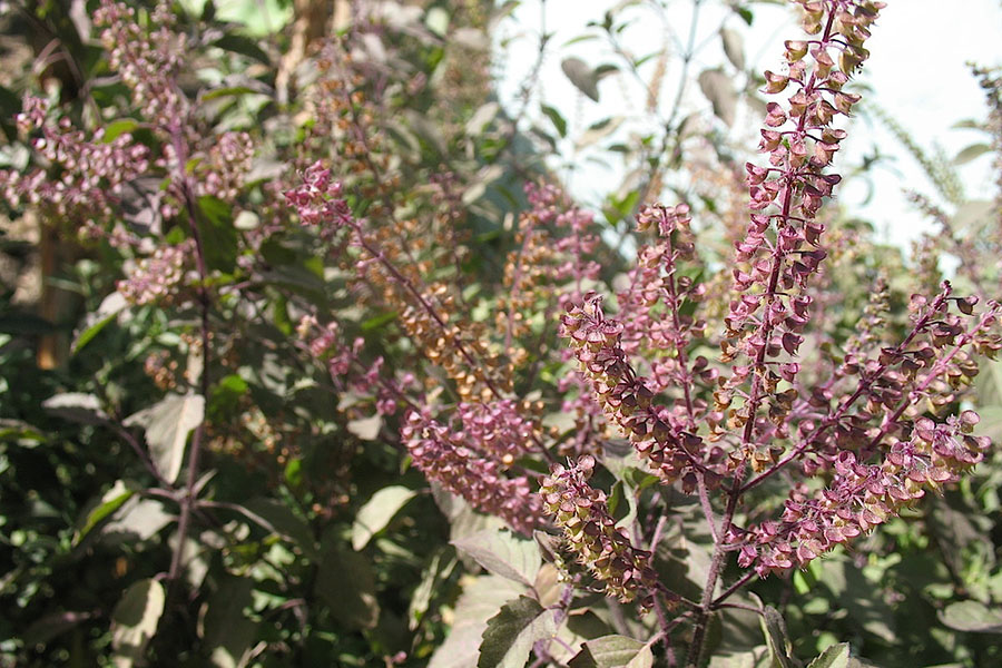 Cây hương nhu tía thuộc họ hoa môi