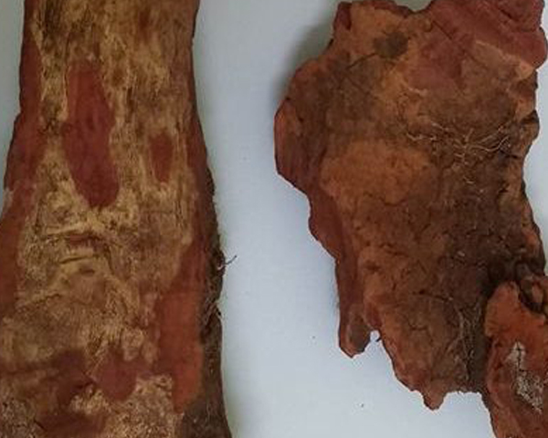 Huyết giác thường dùng trong bài thuốc giảm đau