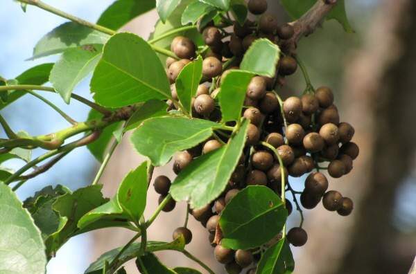 Lá nhội được dùng khá phổ biến