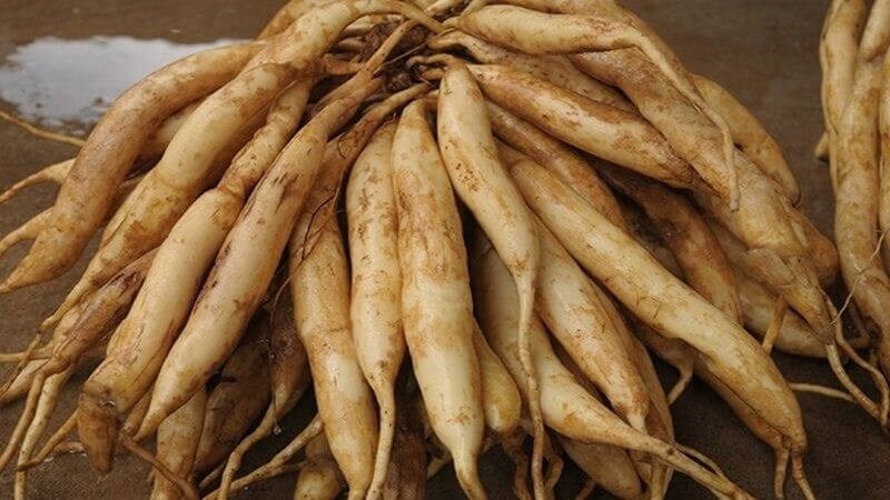 Phần rễ của bách bộ được sử dụng rất phổ biến