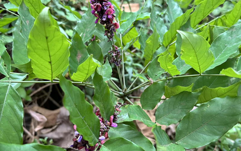 Cây bạch chỉ nam chủ yếu được dùng phần rễ cây