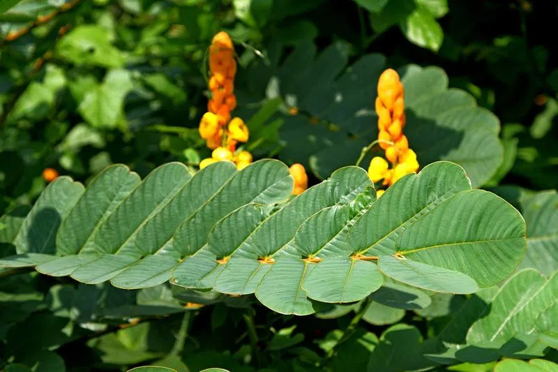 Cây muồng trâu chủ yếu dùng phần lá và hạt