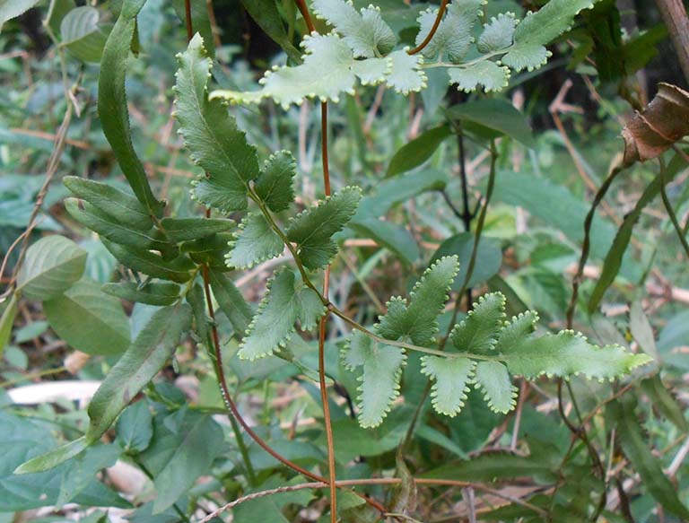 Cây bòng bong rất thường gặp ở vùng nông thôn