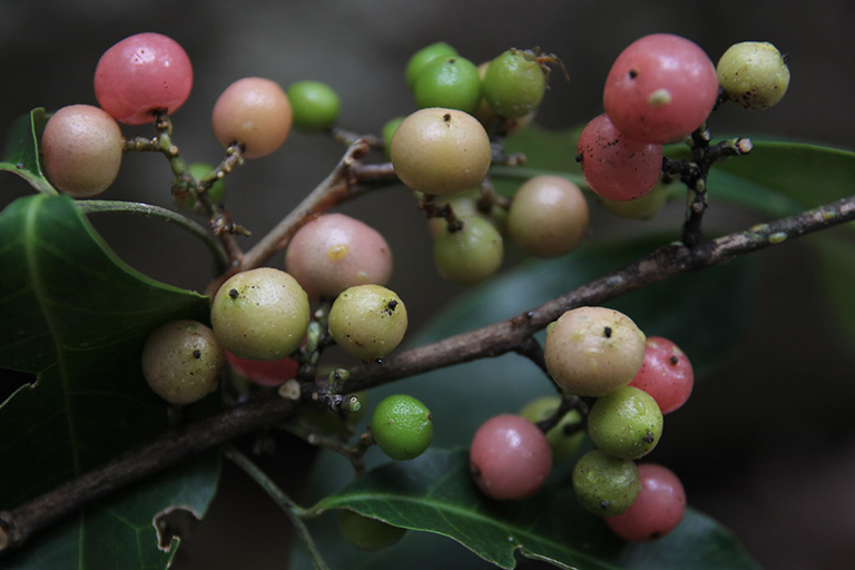 Cây bưởi bung là dược liệu quen thuộc của các vùng phía Bắc Việt Nam