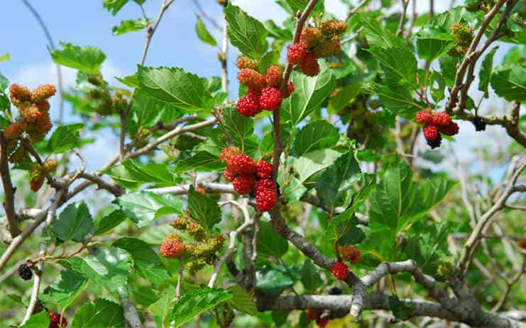 Những loại lá cây chữa mất ngủ hiệu quả theo kinh nghiệm dân gian