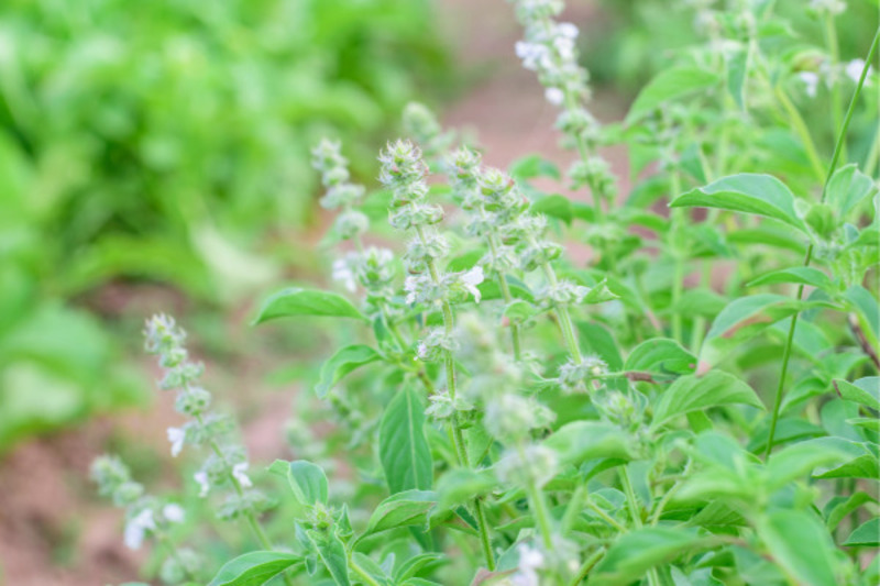 Hương nhu trắng hỗ trợ tốt cho tình trạng cảm lạnh nghẹt mũi