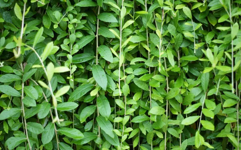 Cây cúc tần Ấn Độ là loại cây cảnh rất thân quen