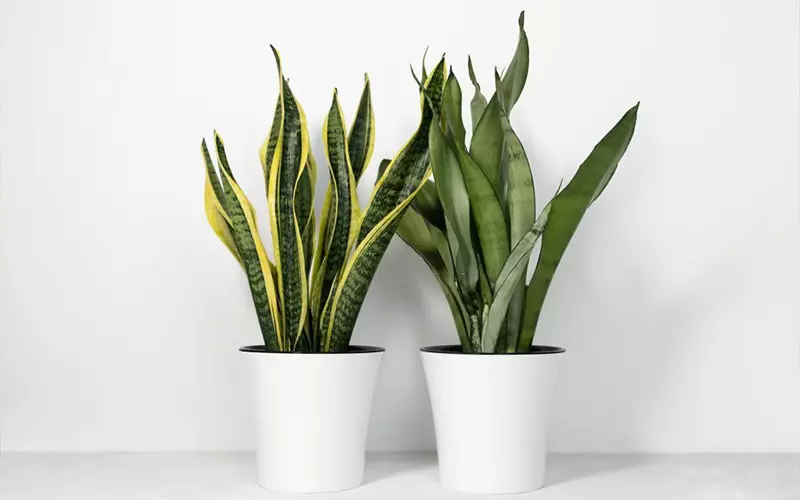 Lá lưỡi hổ chữa bong gân: Cách dùng đúng để "khai thông" gân cốt, bớt sưng đau