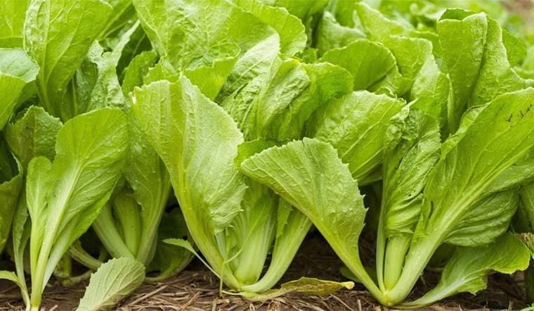 Cách dùng cải bẹ xanh đẩy lùi bệnh Gout hiệu quả ngay tại nhà