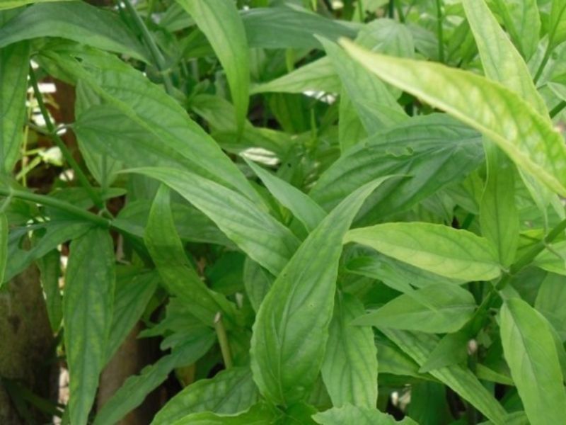 Cây bìm bịp từ lâu đã được Đông y ứng dụng rộng rãi