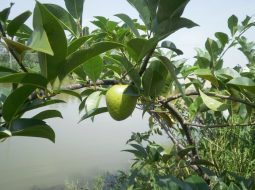 Cây bình bát rất thường mọc ở ven sông rạch