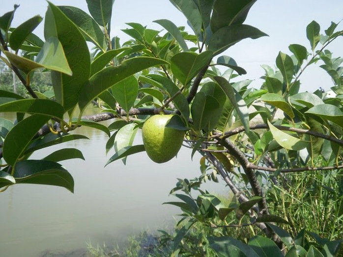 Cây bình bát rất thường mọc ở ven sông rạch