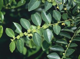 Cây bồ cu vẽ thuộc họ thầu dầu