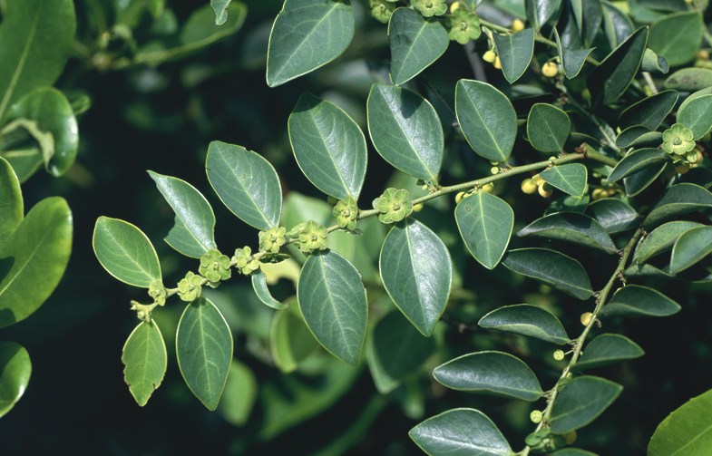 Cây bồ cu vẽ thuộc họ thầu dầu