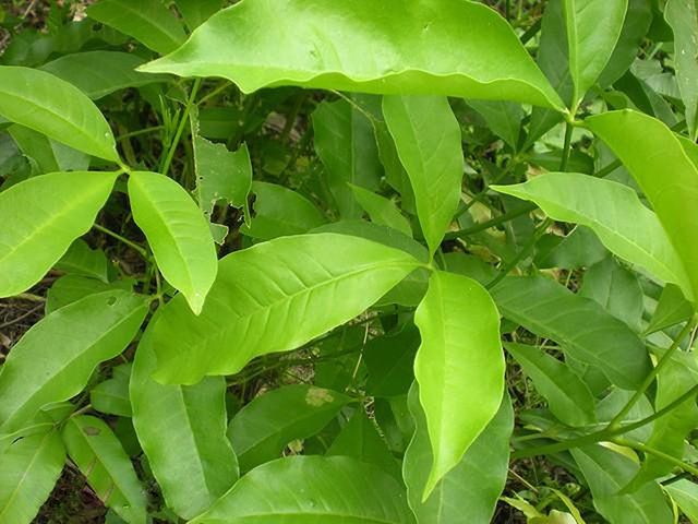 Cây chè đắng có vị đắng đặc trưng nhưng hậu vị ngọt nhẹ