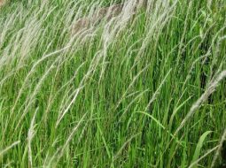 Cây cỏ tranh thường được dùng phần rễ