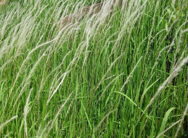 Cây cỏ tranh thường được dùng phần rễ