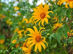 Cây dã quỳ thuộc họ cúc