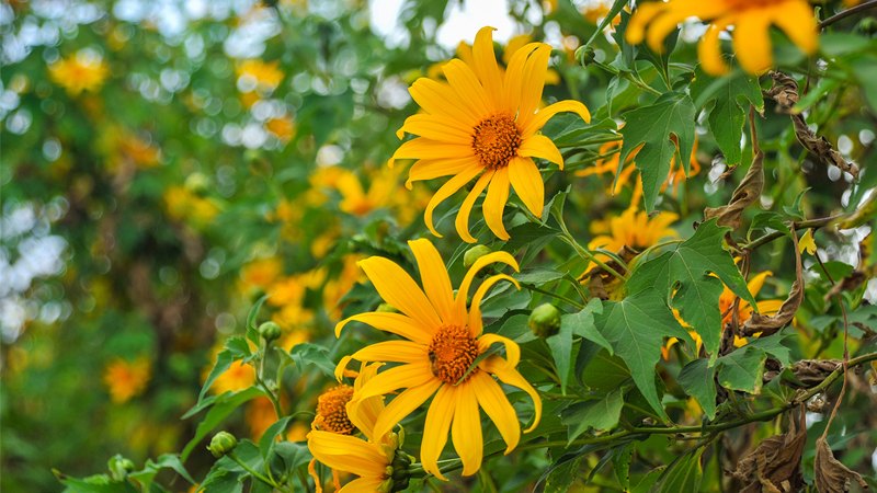 Cây dã quỳ thuộc họ cúc