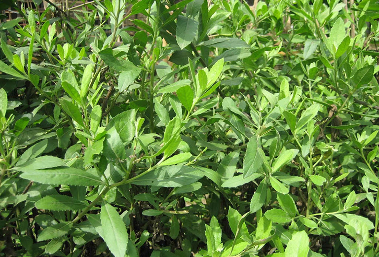 Cây đại bị thường dùng trong các bài thuốc trị cảm mạo