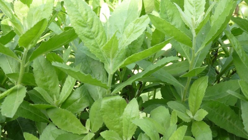 Cây đại bi thuộc họ cúc