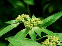 Cây đại kích thuộc họ thầu dầu