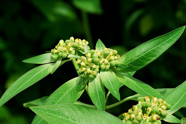 Cây đại kích thuộc họ thầu dầu